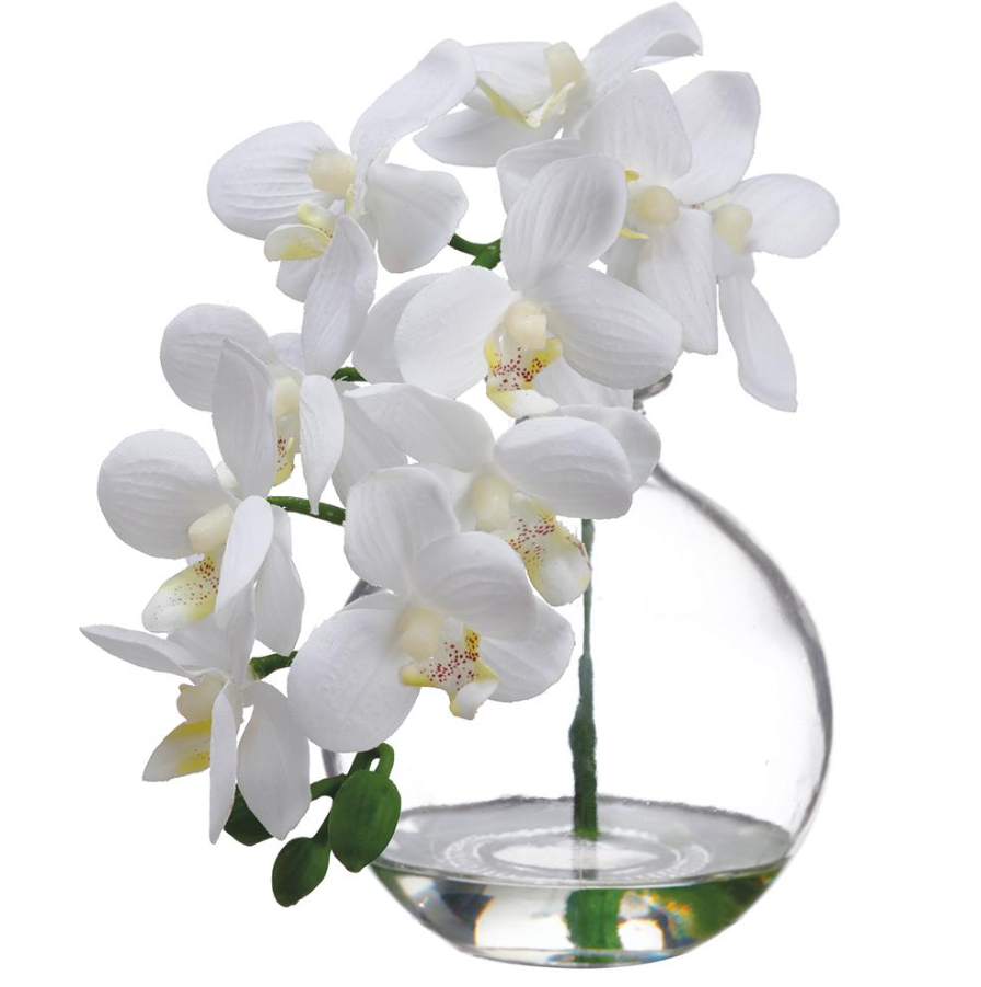 PHALAENOPSIS ORCHID IN GLASS VASE- CREAM 10''