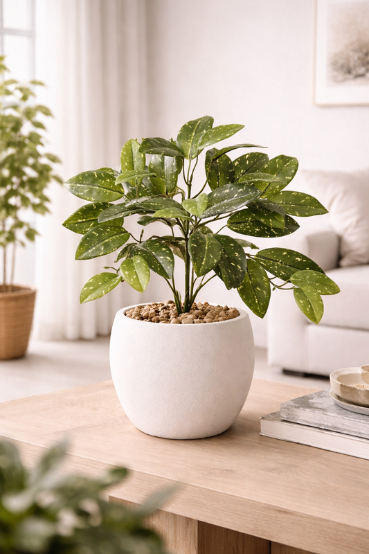 HOYA BUSH- GREEN 11''