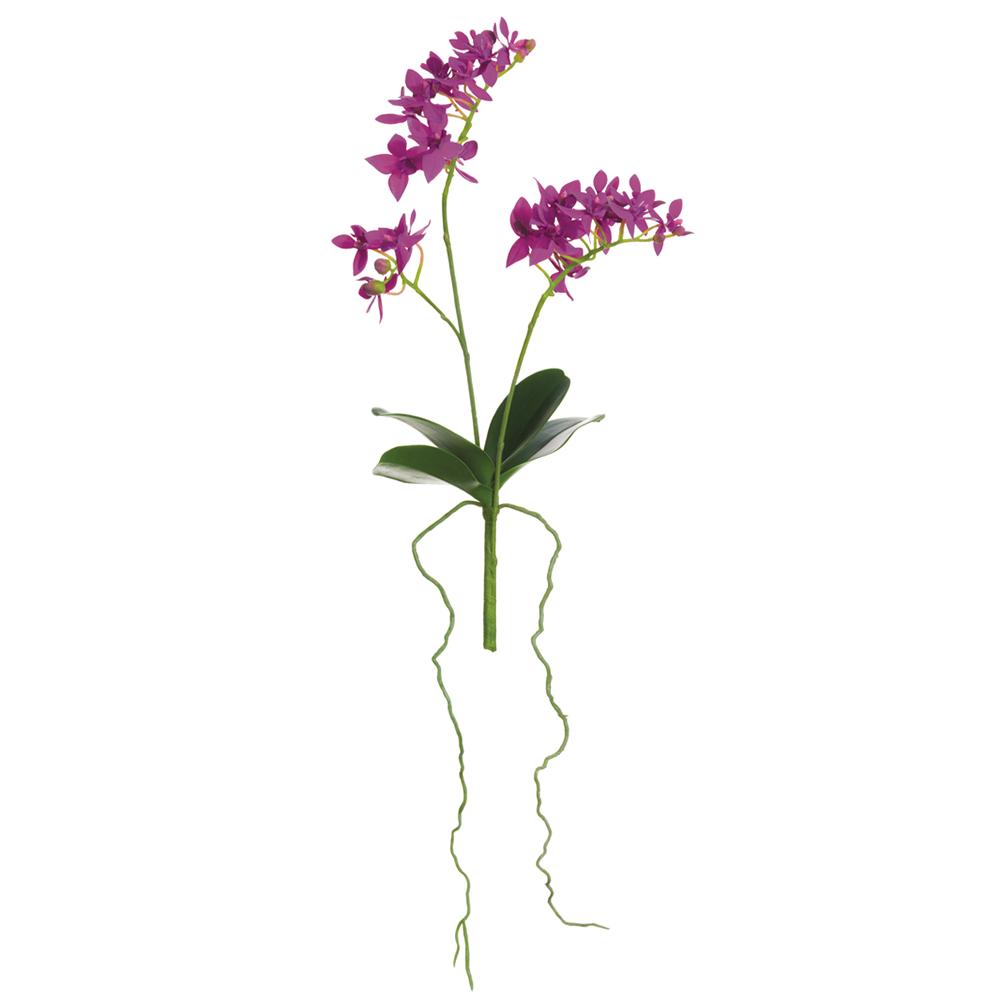 MINI PHALAENOPSIS ORCHID PLANT- ORCHID  14''