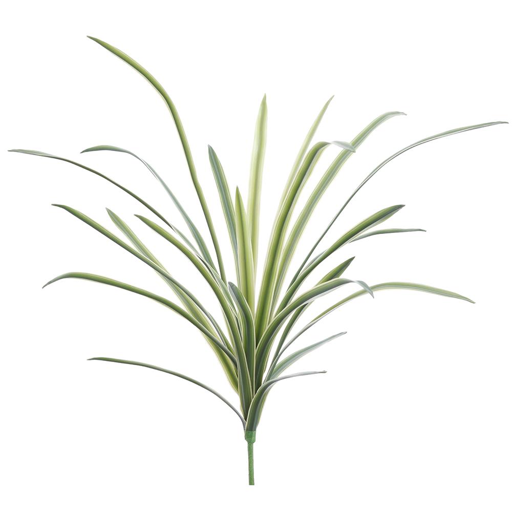 LILY TURF GRASS BUSH- GREEN VARIEGATED 20''