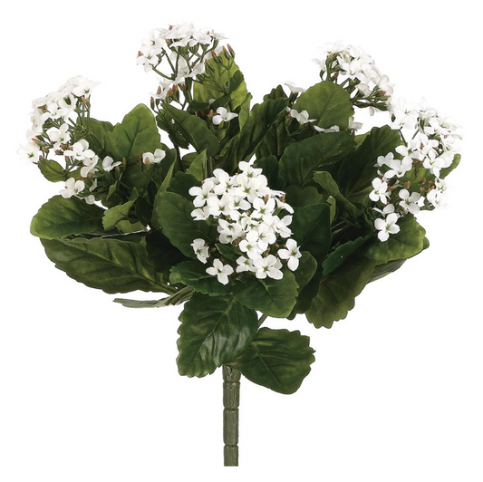 Kalanchoe Bush White 13.5"