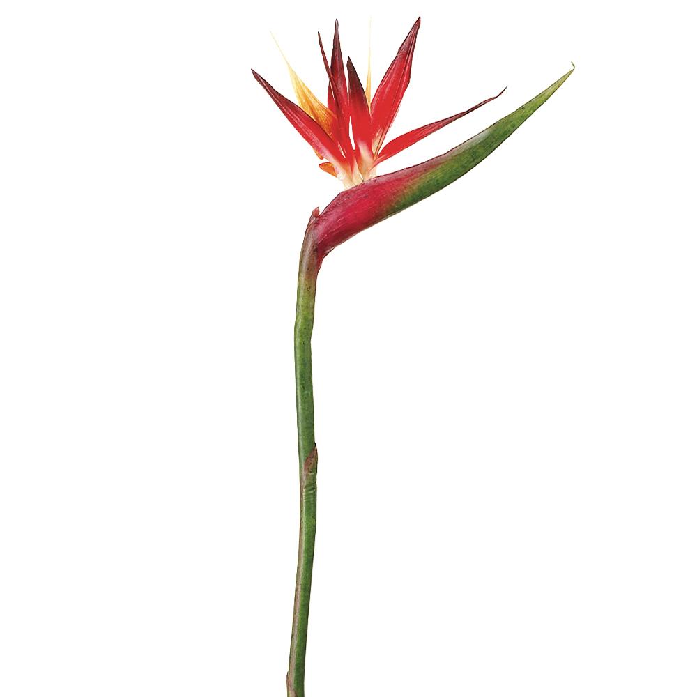 BIRD OF PARADISE SPRAY- RED ORANGE 37''