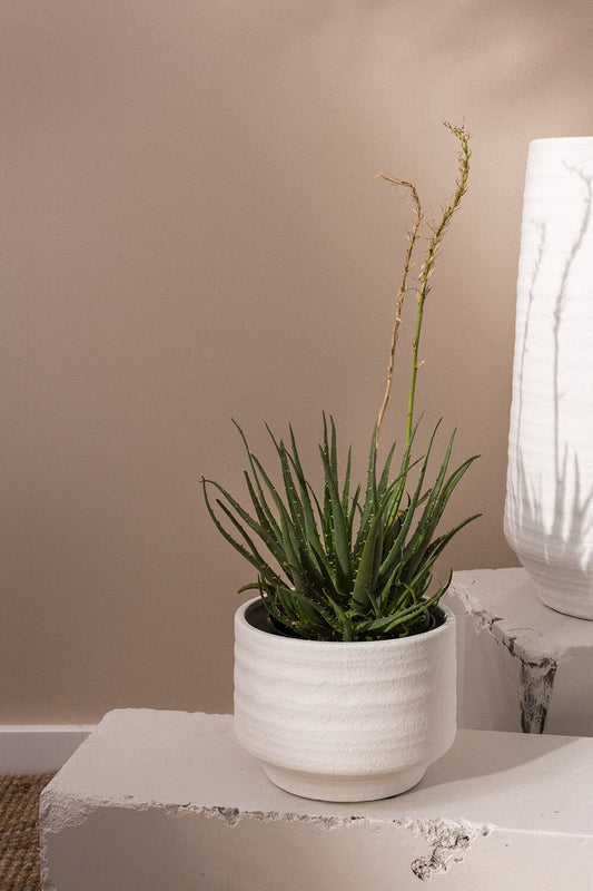 ANDRADE CONCRETE POT 7.5"X6"